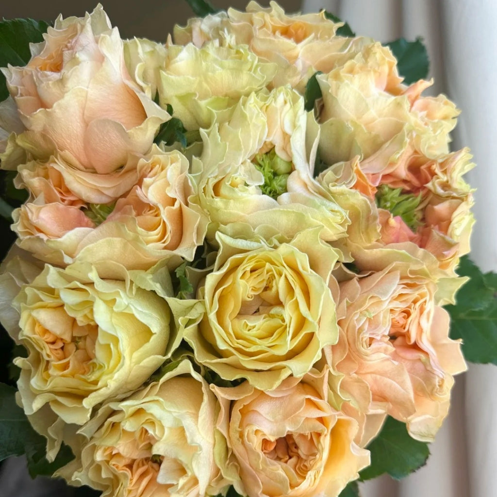 Copperfield Rose