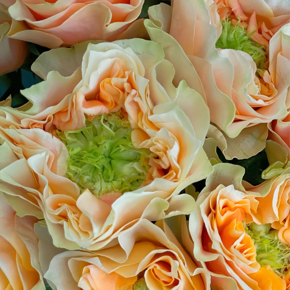 Copperfield Rose