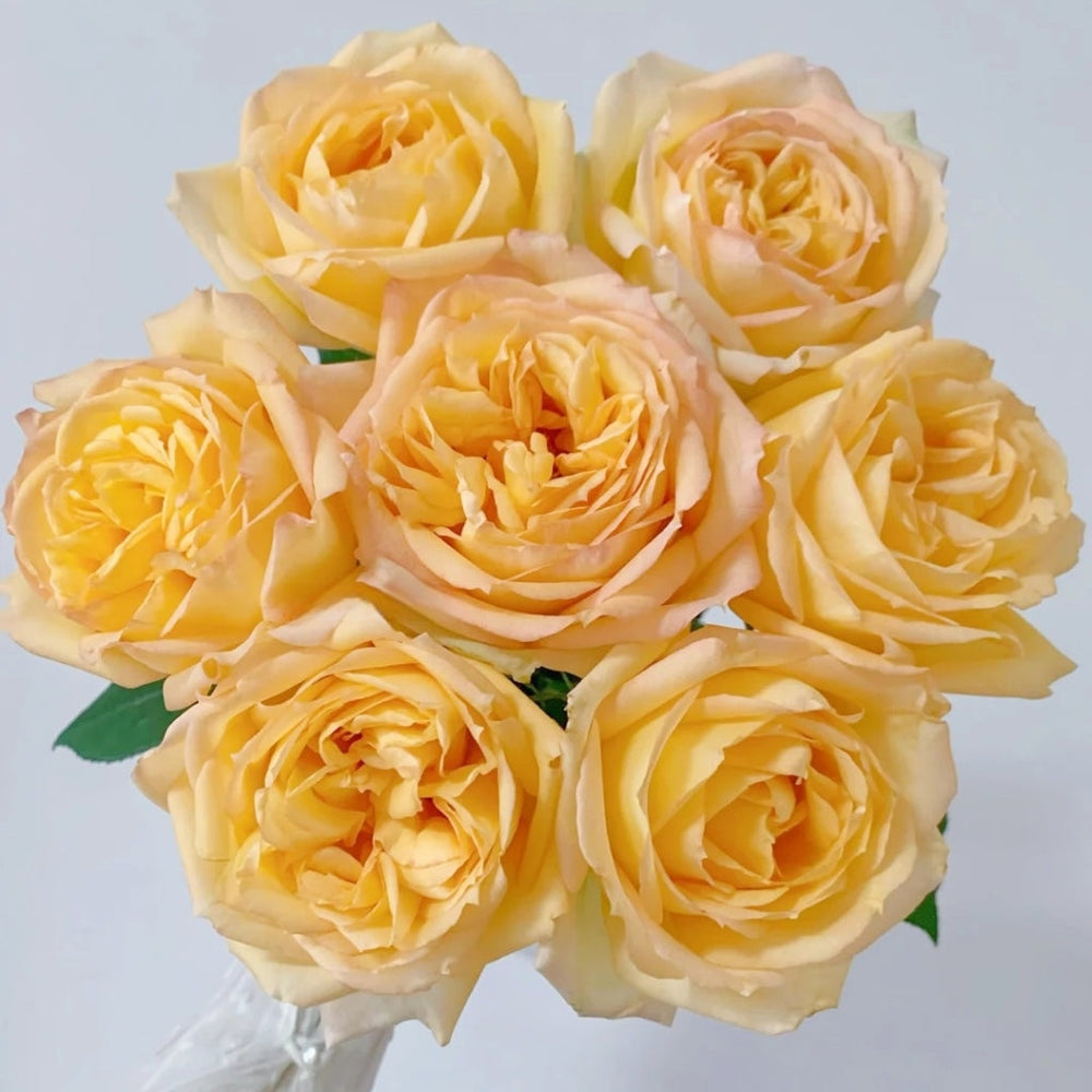 Cote d'or Rose