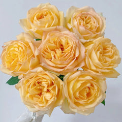 Cote d'or Rose