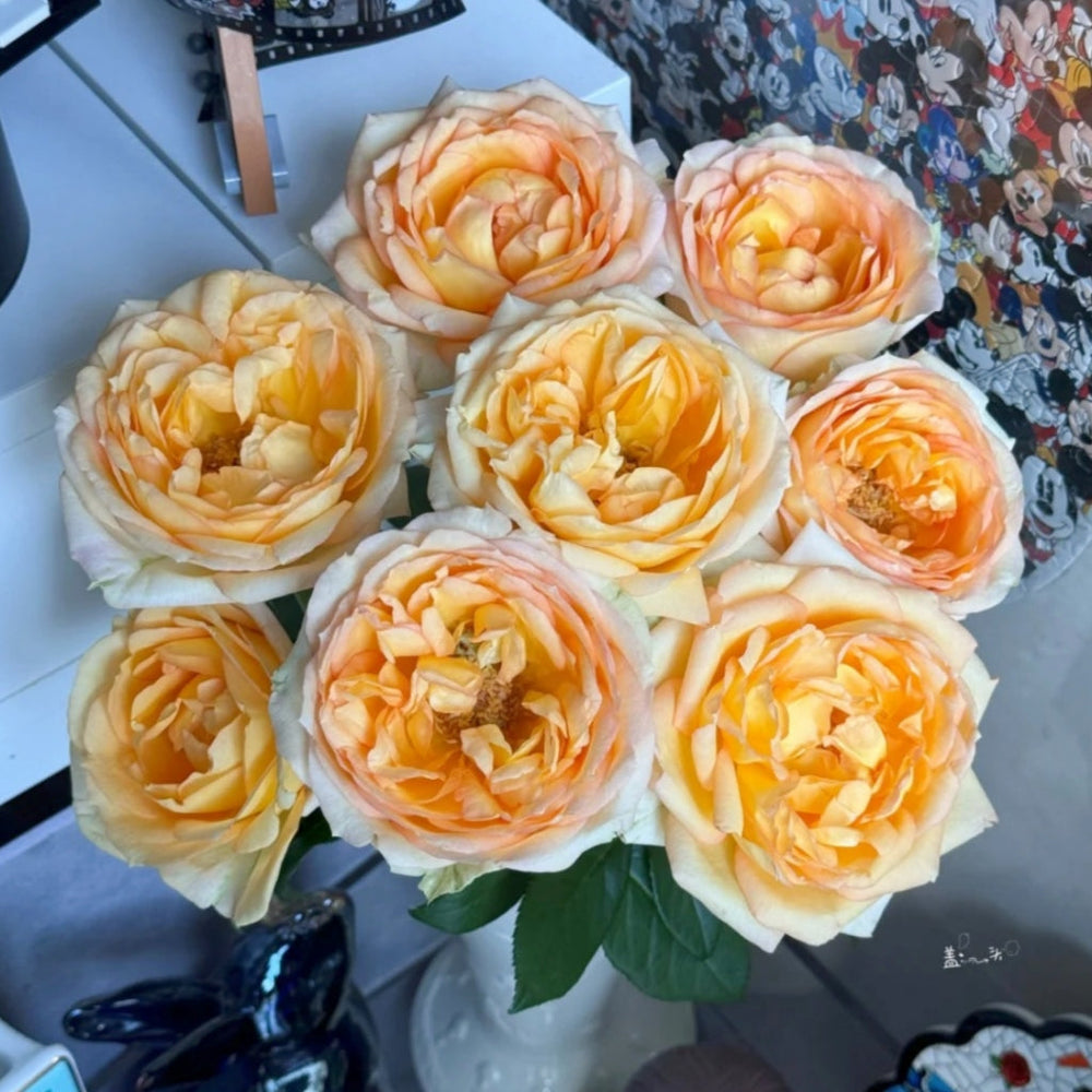 Cote d'or Rose