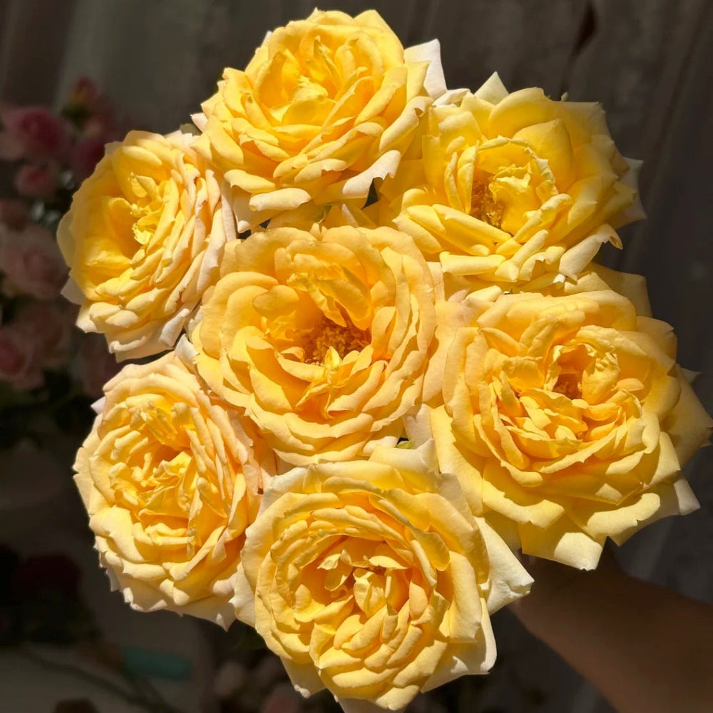 Cote d'or Rose
