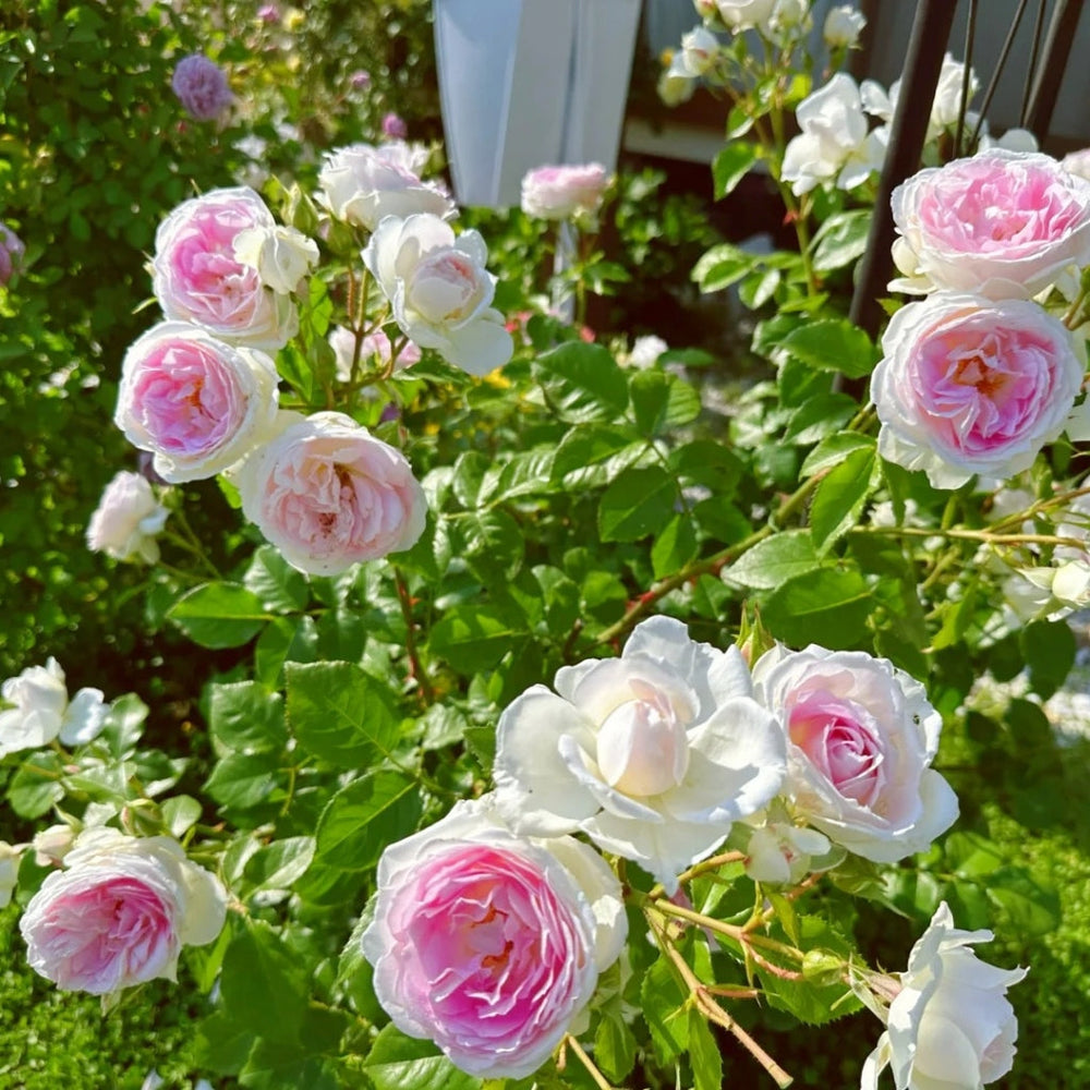 Couleur de l'amour Rose