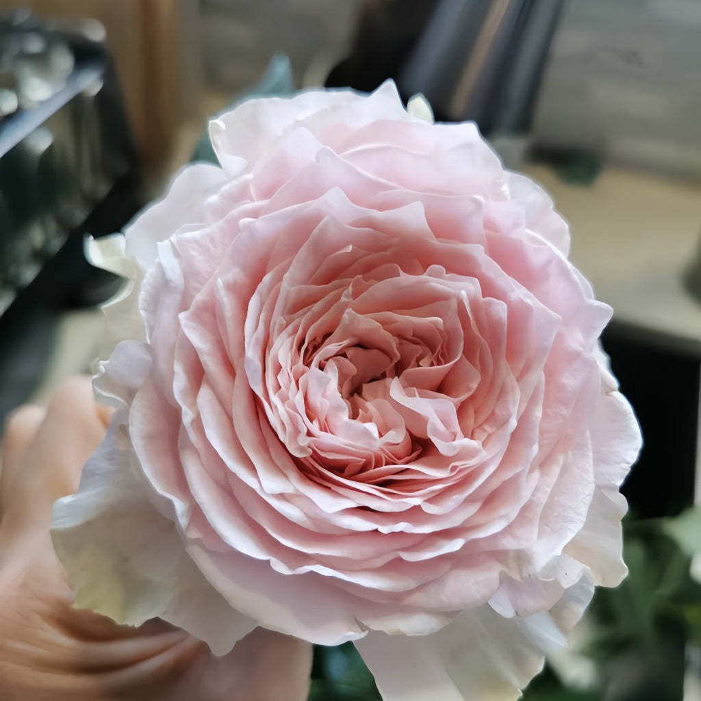 Country Peonia Rose