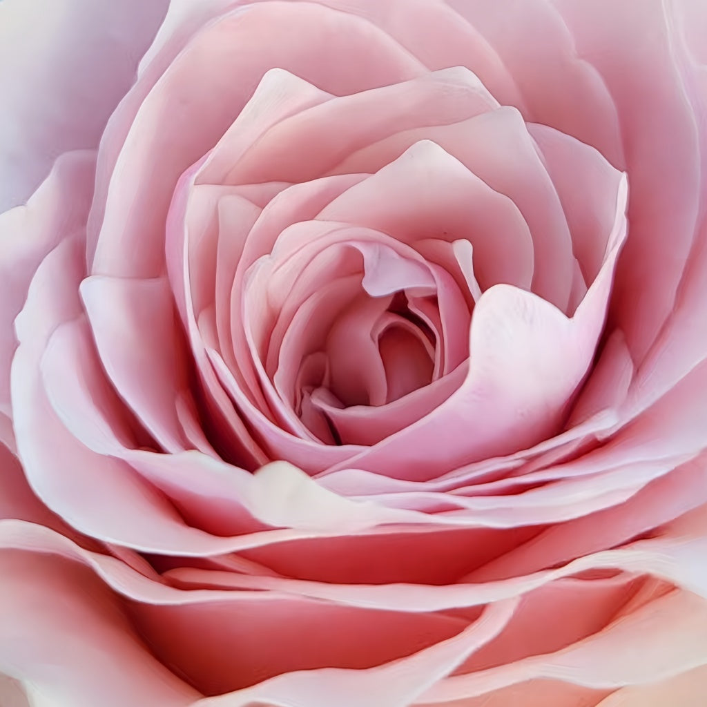 Country Peonia Rose