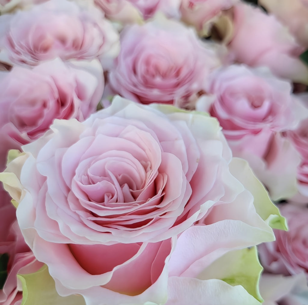 Country Peonia Rose