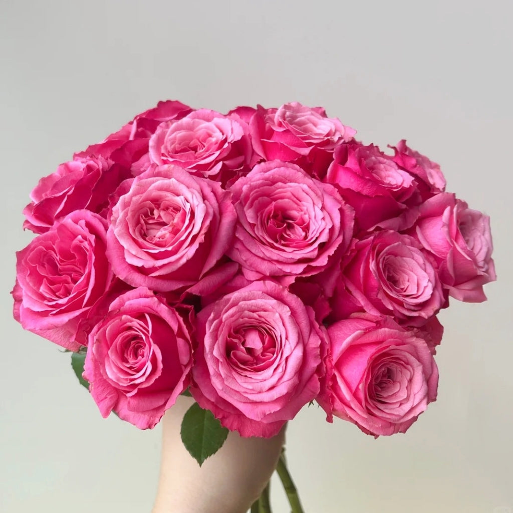 Cranberries Rose