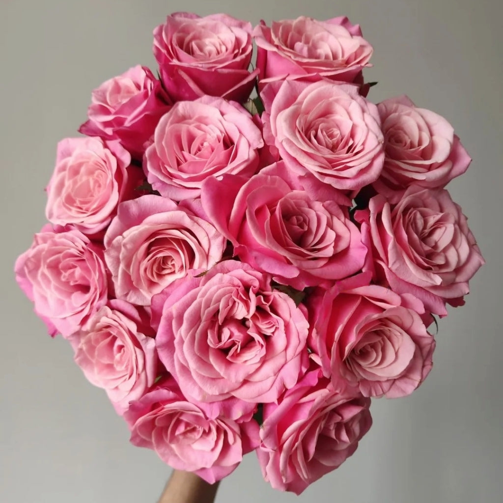 Cranberries Rose