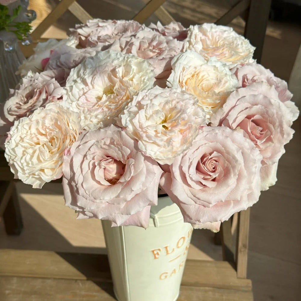Cream Peach Rose