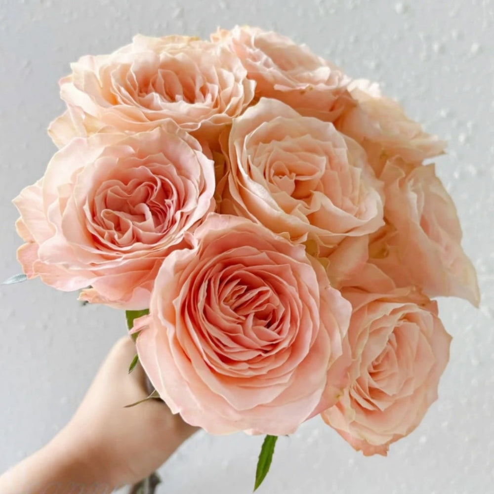Cream Puff Rose