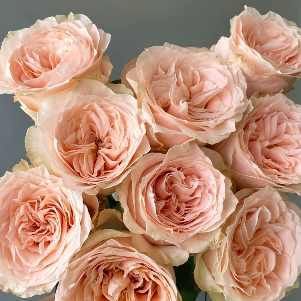 Cream Puff Rose