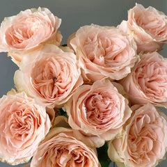 Cream Puff Rose