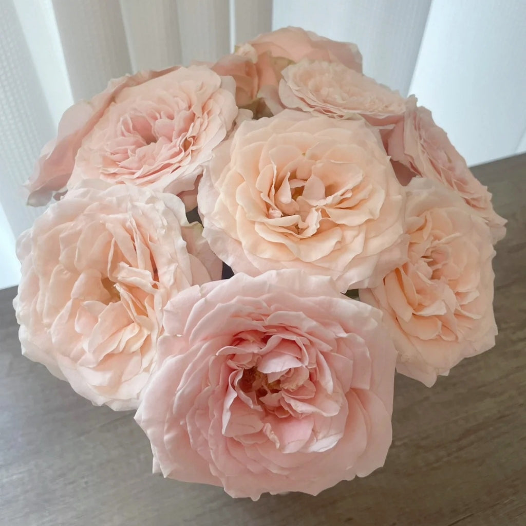 Cream Puff Rose