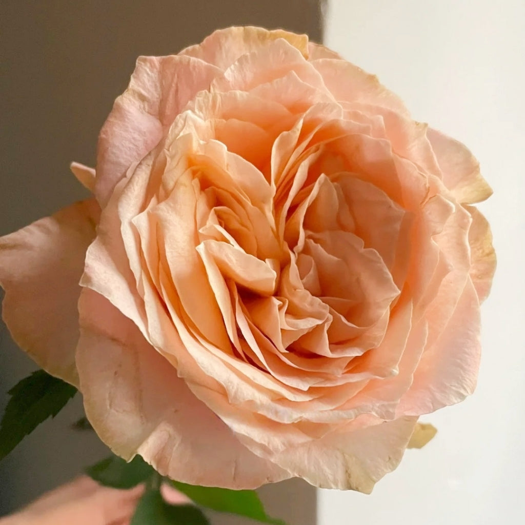 Cream Puff Rose
