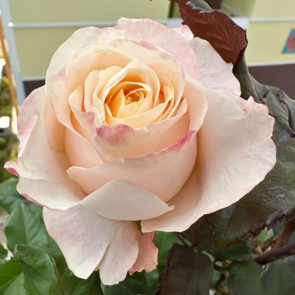 Cream Su Rose