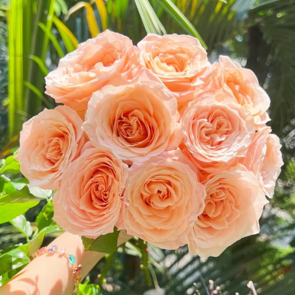 Cream Su Rose