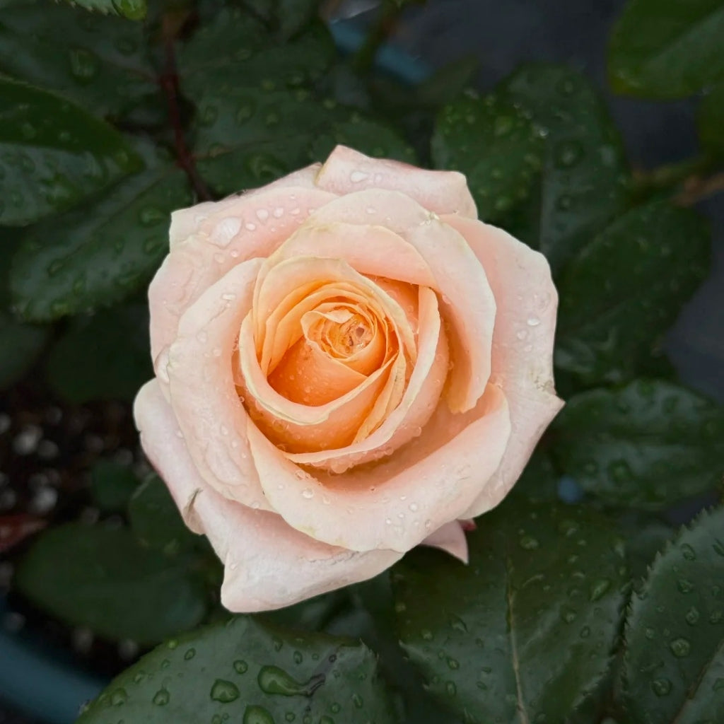 Cream Su Rose