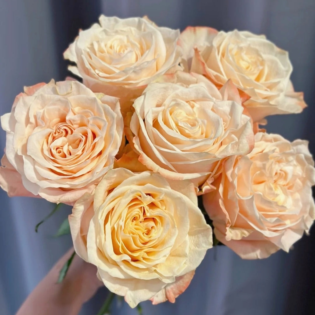 Cream Su Rose