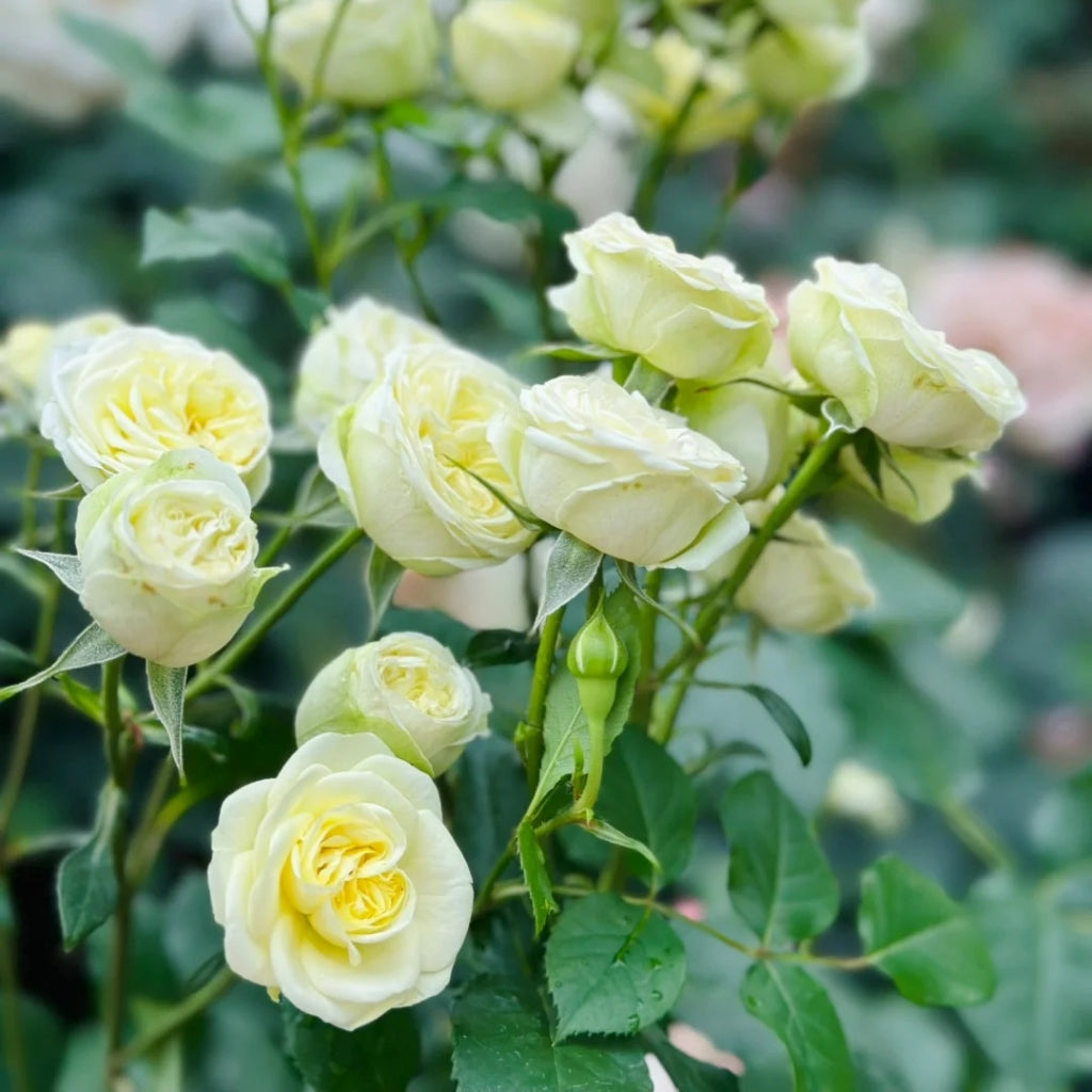 Creamy Eden Rose