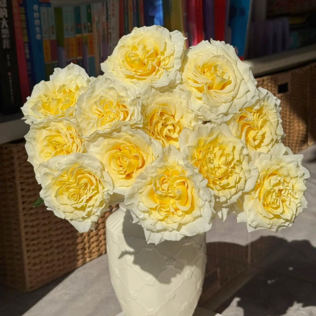 Creamy Kiss Rose