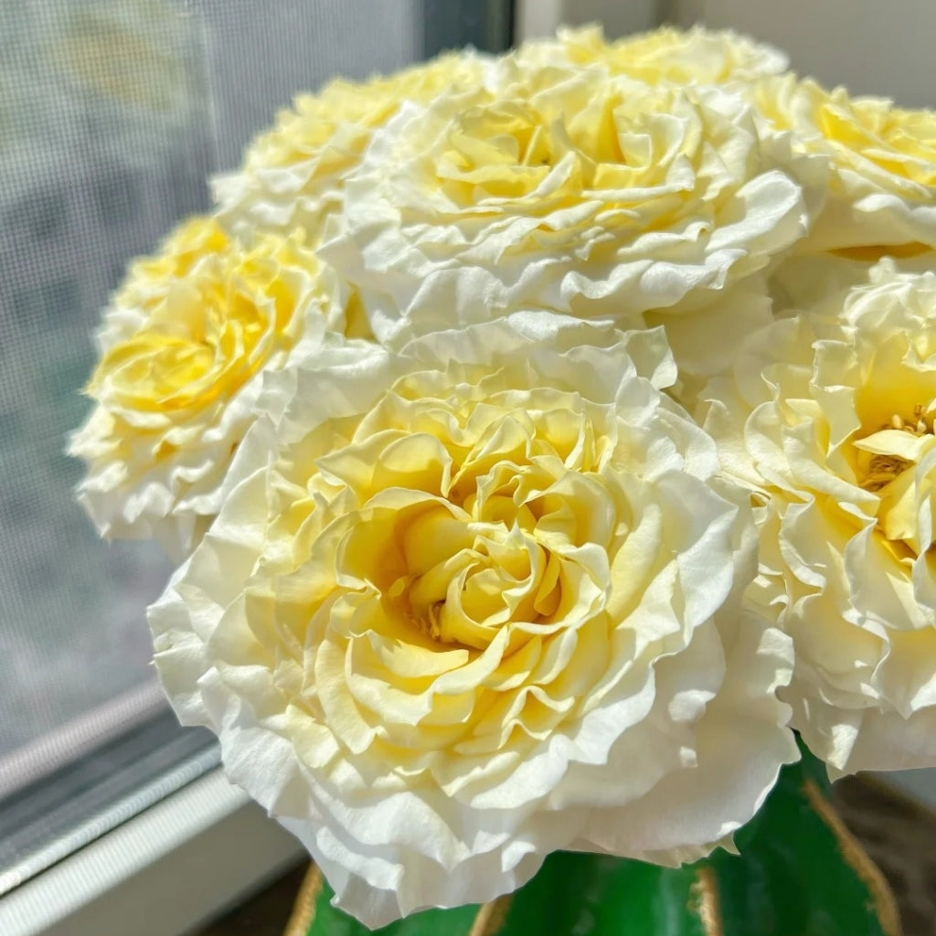 Creamy Kiss Rose