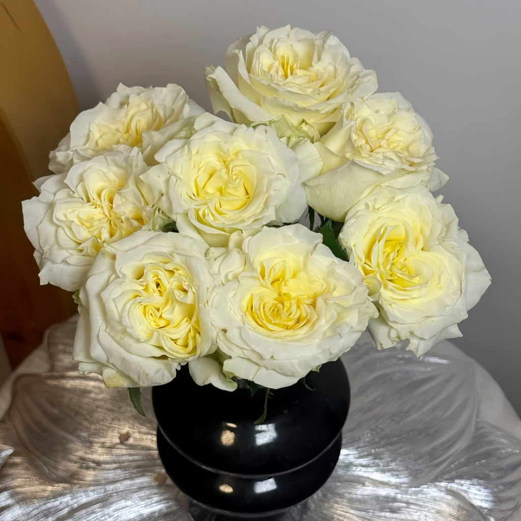 Creamy Kiss Rose