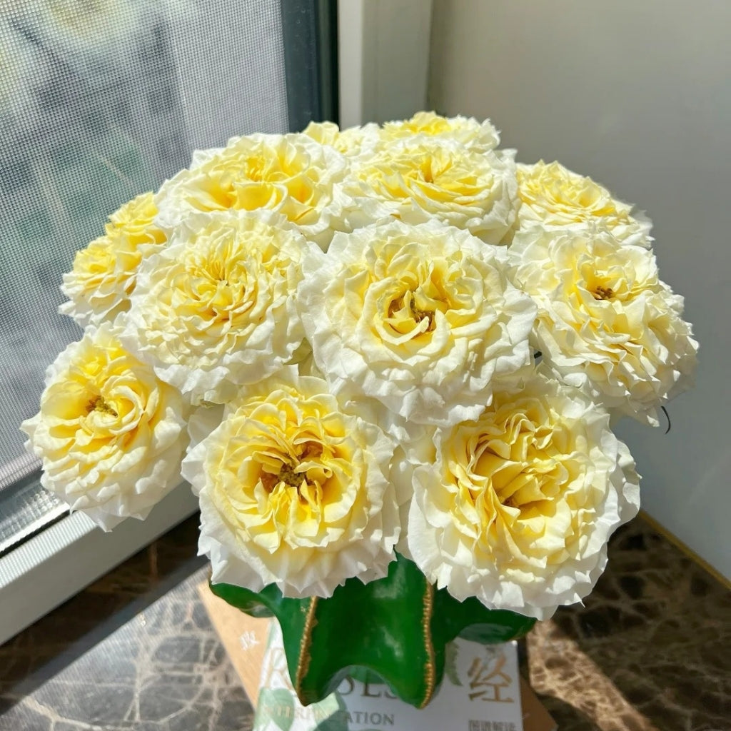 Creamy Kiss Rose