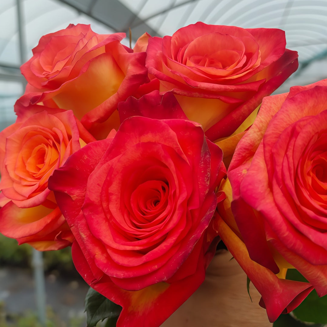 Dakar Rose