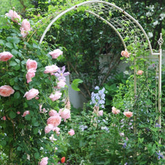 Dames de Chenonceau Rose