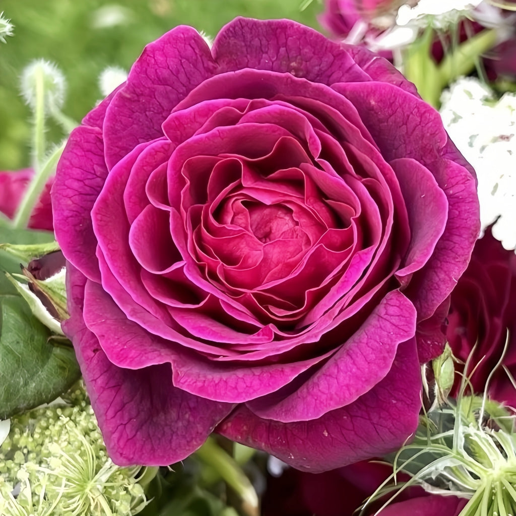 Deep Secret Rose