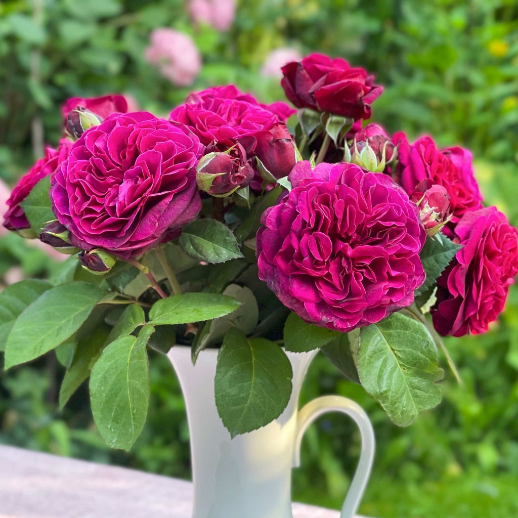 Deep Secret Rose