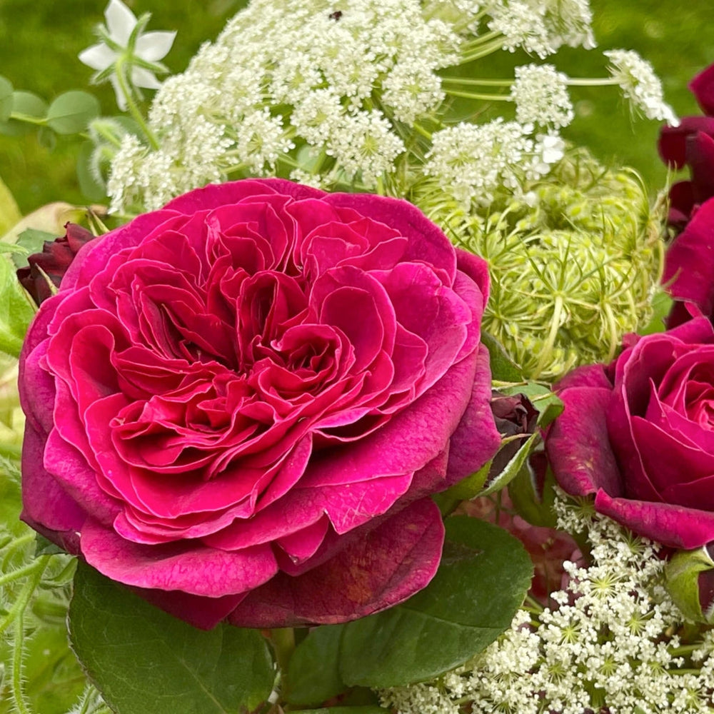 Deep Secret Rose