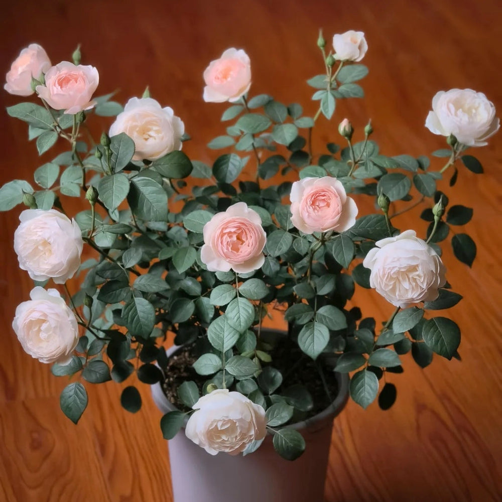Desdemona Rose
