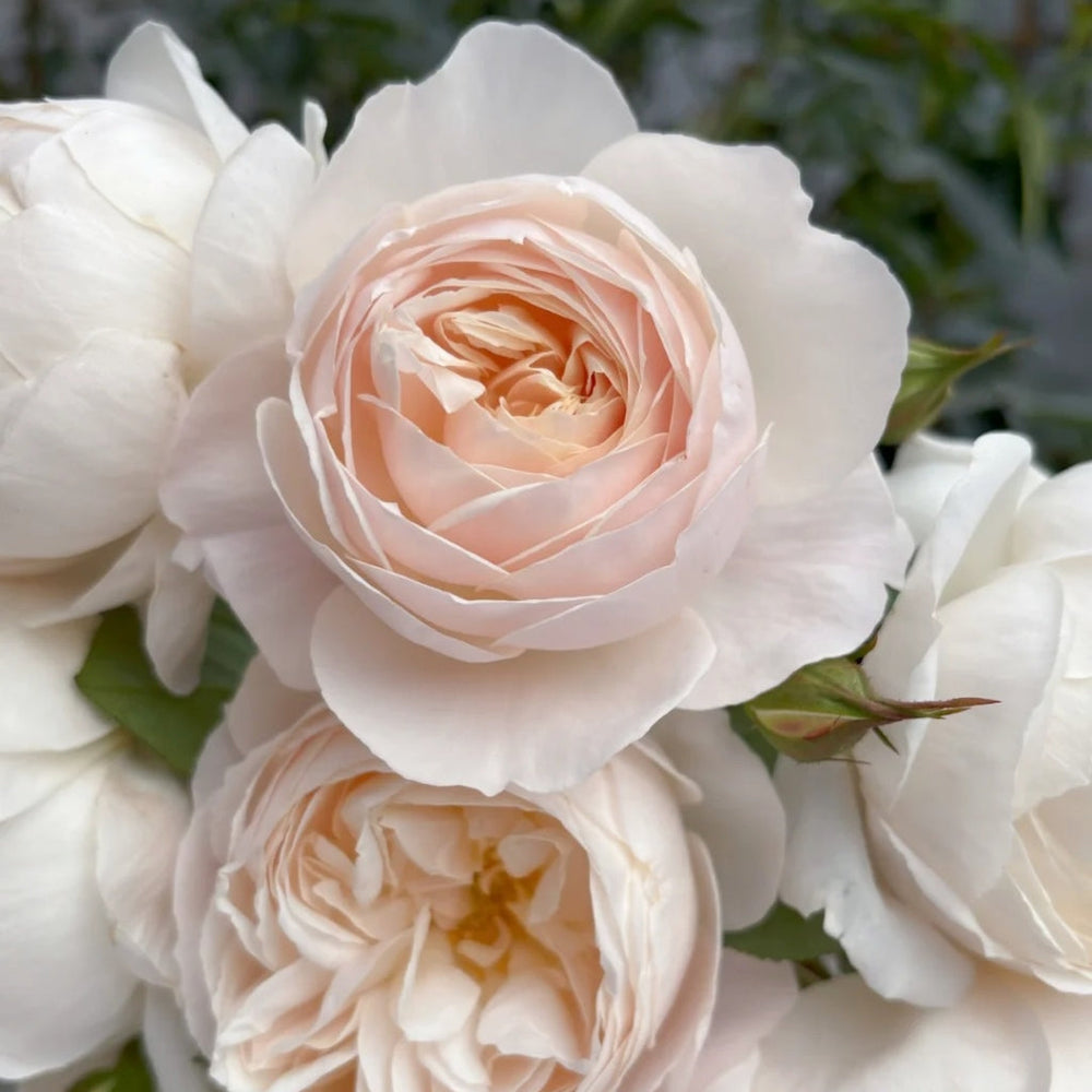 Desdemona Rose