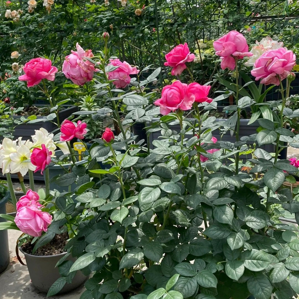 Dessiree Rose