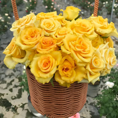 Diablo Rose