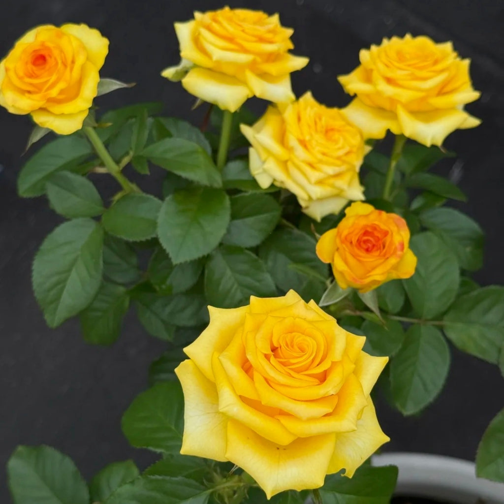 Diablo Rose