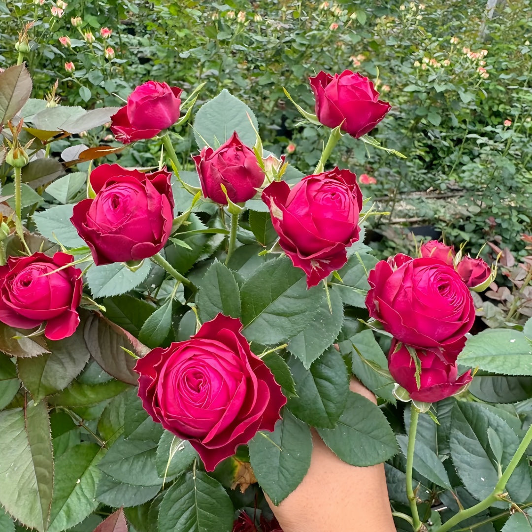 Dima Bombastic Rose