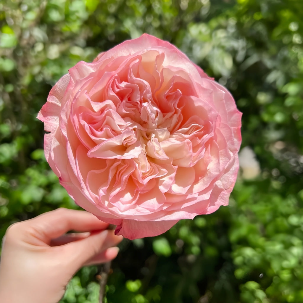 Dimple Rose