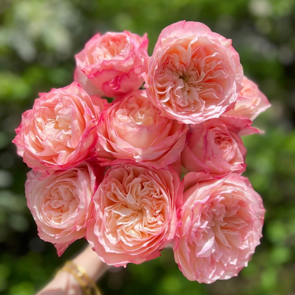 Dimple Rose