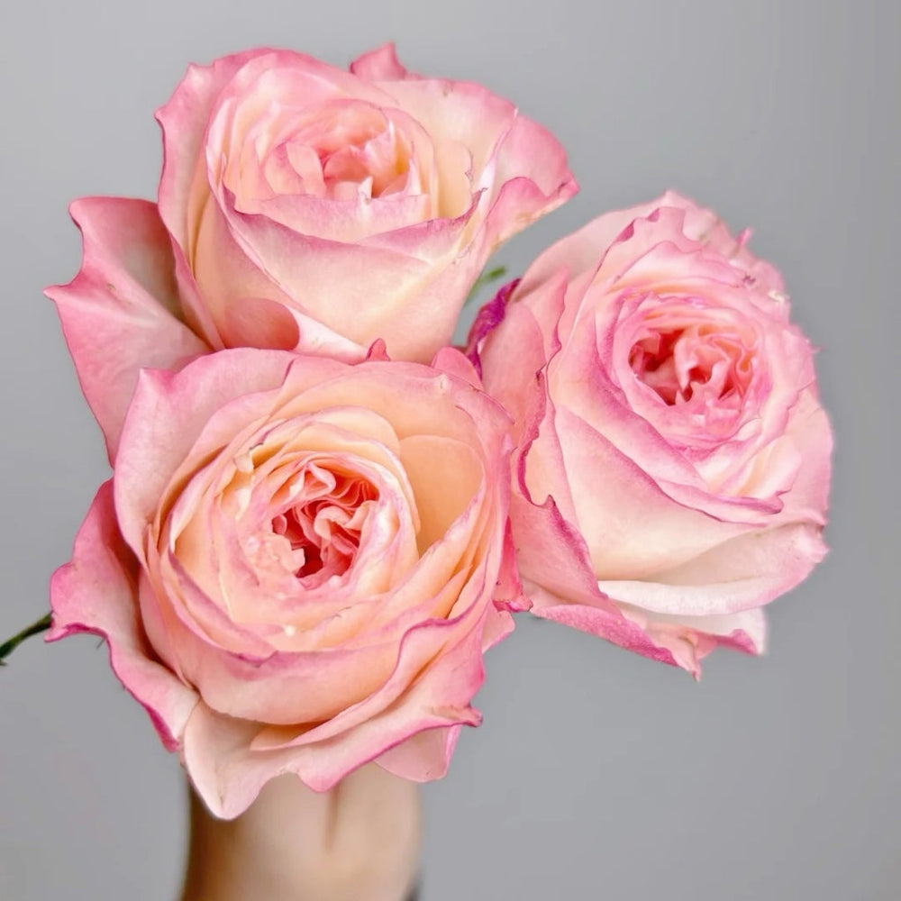 Dimple Rose