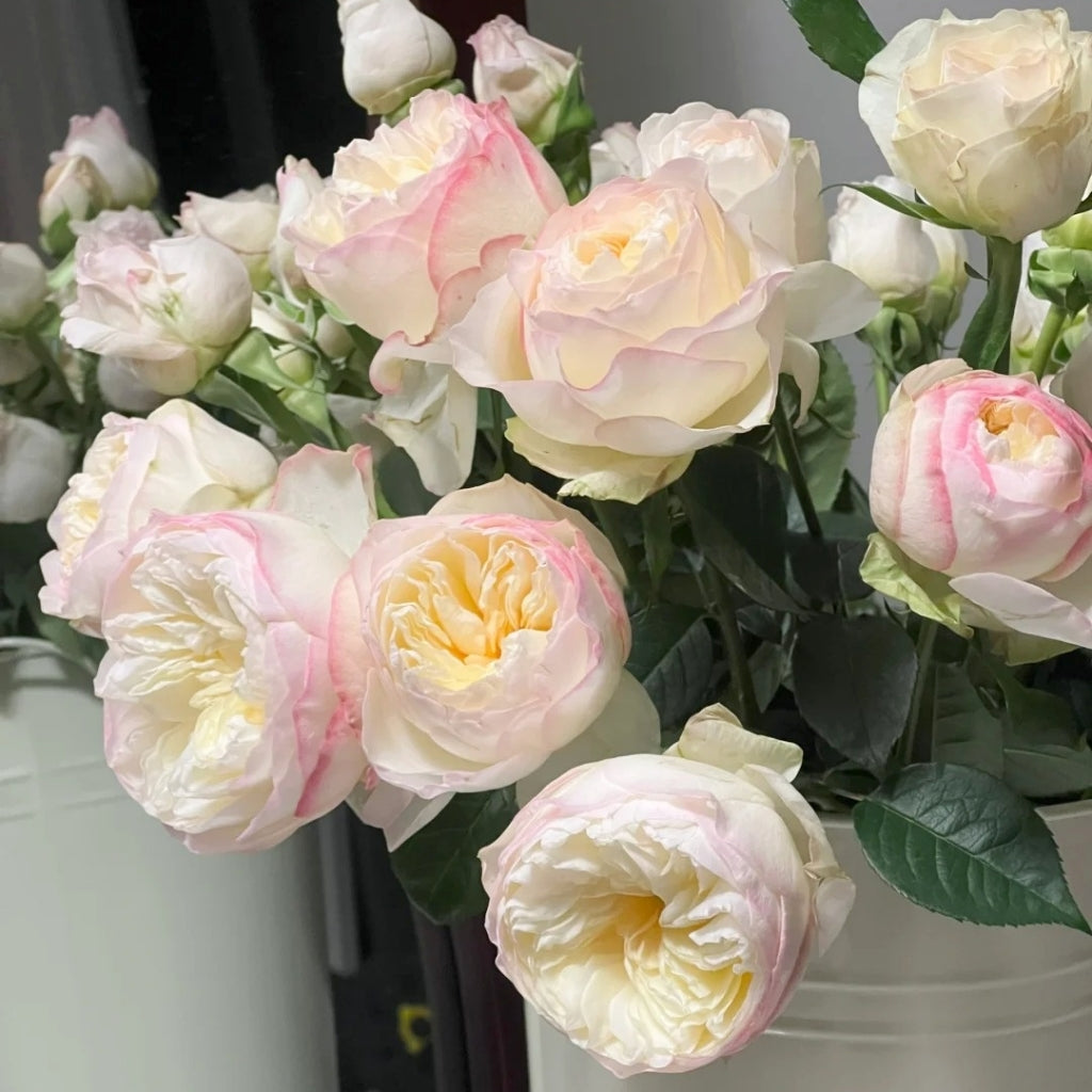 Dimple Rose
