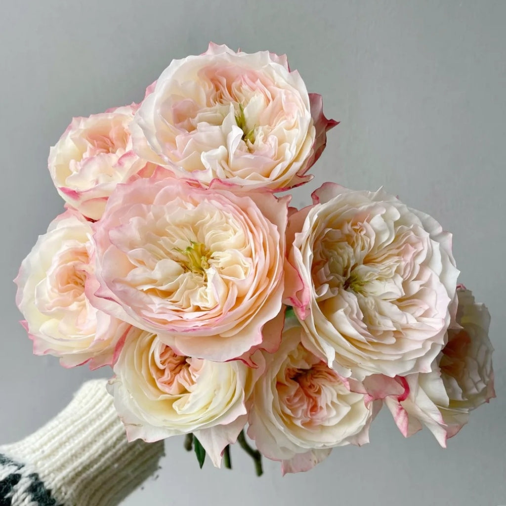 Dimple Rose