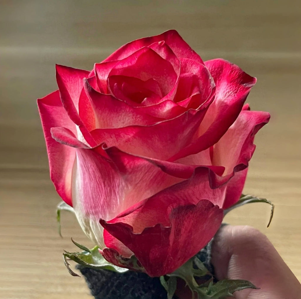 Discovery Rose