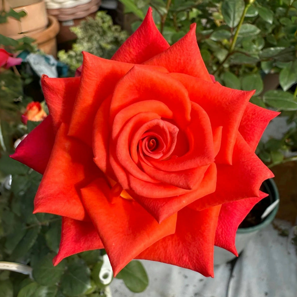 Ditty Rose