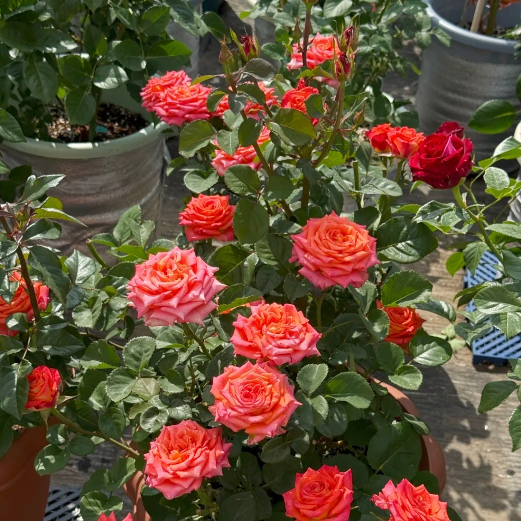 Ditty Rose