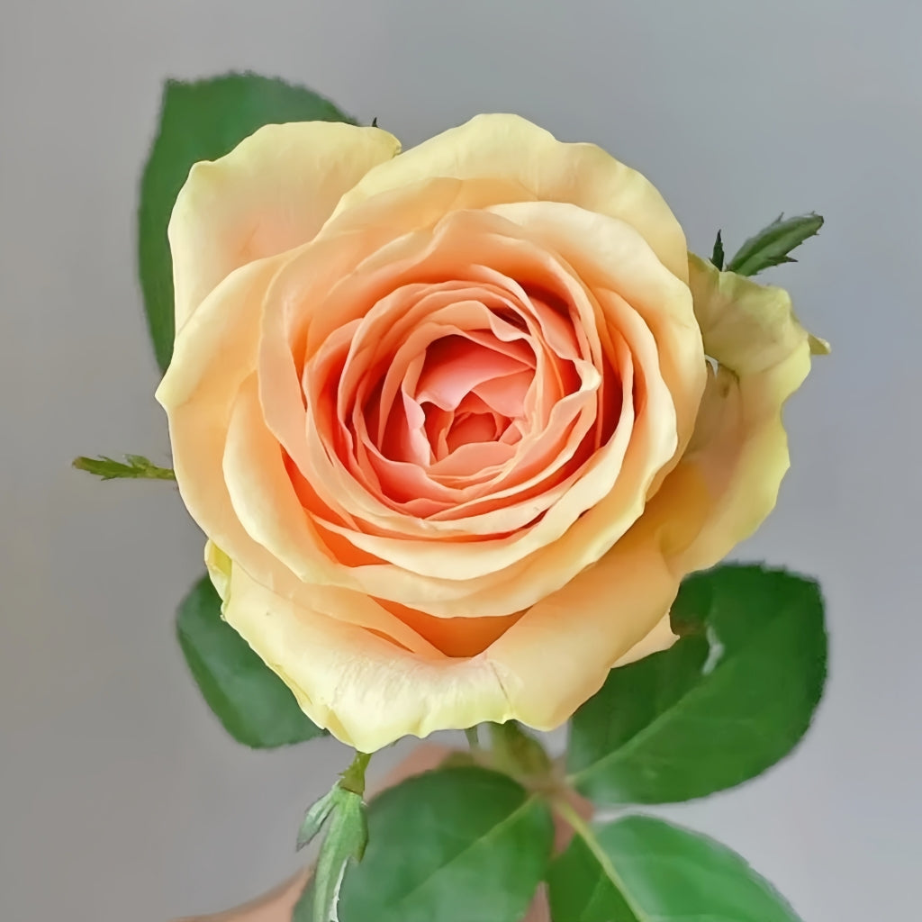 Diwyna Rose