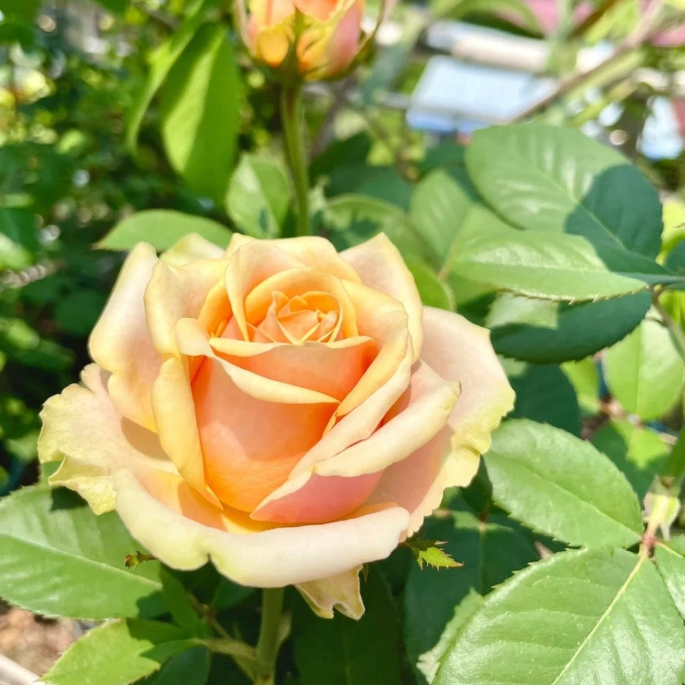 Diwyna Rose