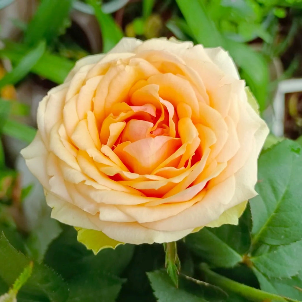 Diwyna Rose