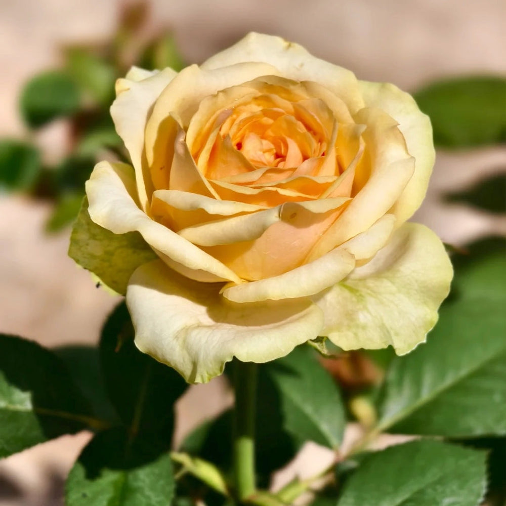 Diwyna Rose